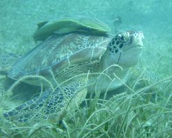 All Aboard!! Sea Turtle with Ramora by Lora Tucker 